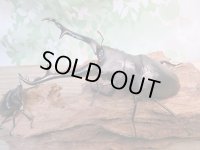 ☆大型新成虫☆ギラファノコギリクワガタ（亜種ケイスケ）♂110ミリ♀53ミリペア販売！！