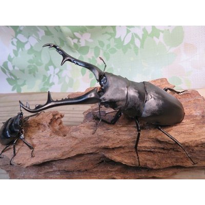 画像1: ☆大型新成虫☆ギラファノコギリクワガタ（亜種ケイスケ）♂110ミリ♀53ミリペア販売！！