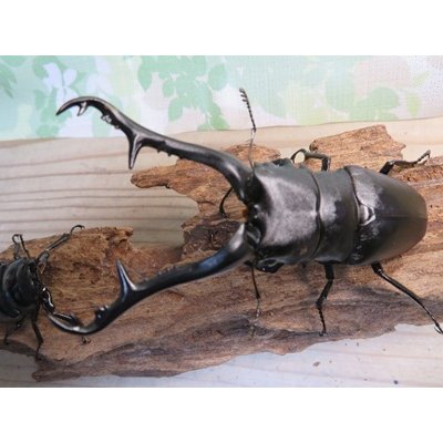 画像2: ☆大型新成虫☆ギラファノコギリクワガタ（亜種ケイスケ）♂110ミリ♀53ミリペア販売！！
