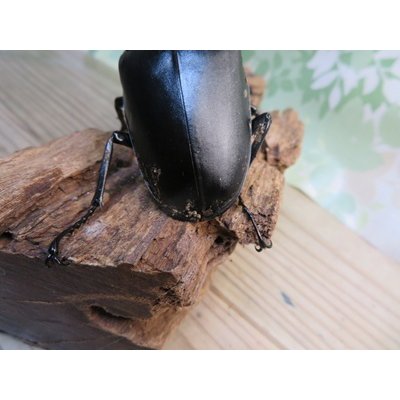 画像3: ☆新成虫☆ギラファノコギリクワガタ（亜種ケイスケ）♂108ミリ♀50ミリペア販売！！