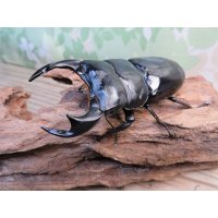 ☆新成虫☆アンタエウスオオクワガタ（ブータンアンテ）♂84ミリ♀43ミリペア販売！！