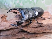 ☆新成虫☆アンタエウスオオクワガタ（ブータンアンテ）♂84ミリ♀43ミリペア販売！！