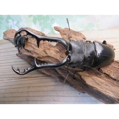 画像2: ☆新成虫☆ギラファノコギリクワガタ（亜種ケイスケ）♂108ミリ♀50ミリペア販売！！