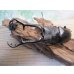 画像2: ☆新成虫☆ギラファノコギリクワガタ（亜種ケイスケ）♂108ミリ♀50ミリペア販売！！ (2)