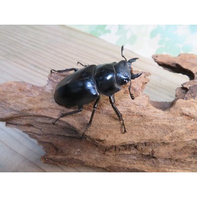 画像4: ☆大型新成虫☆ギラファノコギリクワガタ（亜種ケイスケ）♂110ミリ♀53ミリペア販売！！