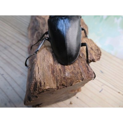 画像3: ☆大型新成虫☆ギラファノコギリクワガタ（亜種ケイスケ）♂110ミリ♀53ミリペア販売！！