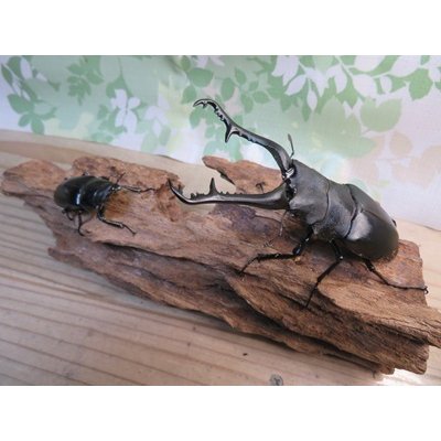 画像5: ☆新成虫☆ギラファノコギリクワガタ（亜種ケイスケ）♂108ミリ♀50ミリペア販売！！