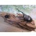 画像5: ☆新成虫☆ギラファノコギリクワガタ（亜種ケイスケ）♂108ミリ♀50ミリペア販売！！ (5)