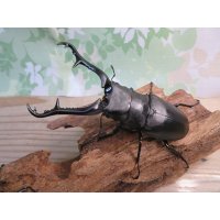 ☆新成虫☆ギラファノコギリクワガタ（亜種ケイスケ）♂103ミリ♀45ミリupペア販売！！