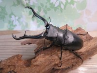 ☆新成虫☆ギラファノコギリクワガタ（亜種ケイスケ）♂103ミリ♀45ミリupペア販売！！