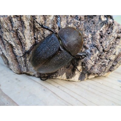 画像4: ☆新成虫☆D.H.エクアトリアヌス♂126ミリ♀60ミリペア＋♀58ミリ計3頭トリオ販売！！