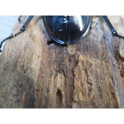画像3: 26年種親用☆LDV産☆ウエストウッディ オオシカクワガタ♂72ミリ♀49ミリペア販売！！