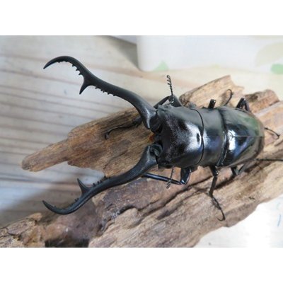 画像2: ☆新成虫☆ギラファノコギリクワガタ（亜種ダイスケ）♂98ミリ♀47ミリペア販売！！