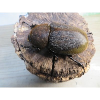 画像3: ☆新成虫☆D.H.エクアトリアヌス♂126ミリ♀60ミリペア＋♀58ミリ計3頭トリオ販売！！