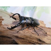 26年種親用☆LDV産☆ウエストウッディ オオシカクワガタ♂72ミリ♀49ミリペア販売！！