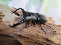 26年種親用☆LDV産☆ウエストウッディ オオシカクワガタ♂72ミリ♀49ミリペア販売！！