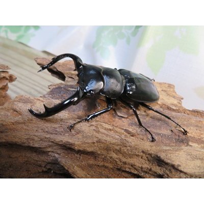 画像1: 26年種親用☆LDV産☆ウエストウッディ オオシカクワガタ♂72ミリ♀49ミリペア販売！！