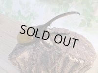 ☆新成虫☆D.H.エクアトリアヌス♂126ミリ♀60ミリペア＋♀58ミリ計3頭トリオ販売！！