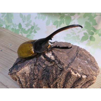 画像1: ☆新成虫☆D.H.エクアトリアヌス♂126ミリ♀60ミリペア＋♀58ミリ計3頭トリオ販売！！