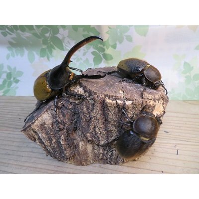 画像5: ☆新成虫☆D.H.エクアトリアヌス♂126ミリ♀60ミリペア＋♀58ミリ計3頭トリオ販売！！