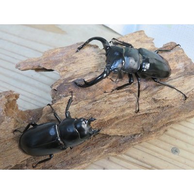 画像5: 26年種親用☆LDV産☆ウエストウッディ オオシカクワガタ♂72ミリ♀49ミリペア販売！！