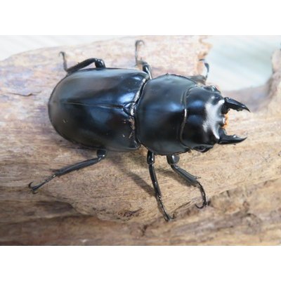 画像4: 26年種親用☆LDV産☆ウエストウッディ オオシカクワガタ♂72ミリ♀49ミリペア販売！！