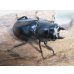 画像4: 26年種親用☆LDV産☆ウエストウッディ オオシカクワガタ♂72ミリ♀49ミリペア販売！！ (4)