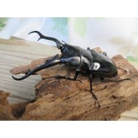 ☆新成虫☆ギラファノコギリクワガタ（亜種ダイスケ）♂98ミリ♀47ミリペア販売！！
