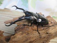 ☆新成虫☆ギラファノコギリクワガタ（亜種ダイスケ）♂98ミリ♀47ミリペア販売！！