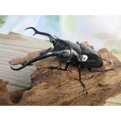 画像1: ☆新成虫☆ギラファノコギリクワガタ（亜種ダイスケ）♂98ミリ♀47ミリペア販売！！