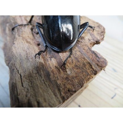 画像3: ☆新成虫☆ギラファノコギリクワガタ（亜種ダイスケ）♂98ミリ♀47ミリペア販売！！