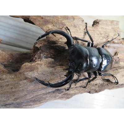 画像2: 26年種親用☆LDV産☆ウエストウッディ オオシカクワガタ♂72ミリ♀49ミリペア販売！！