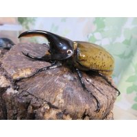 新成虫☆F3☆モロンシロカブト♂80ミリ♀61ミリペア販売！！