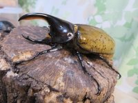 新成虫☆F3☆モロンシロカブト♂80ミリ♀61ミリペア販売！！