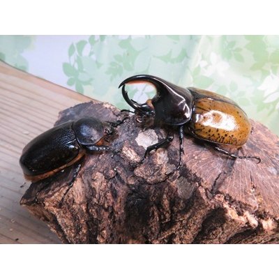 画像5: 新成虫☆F3☆モロンシロカブト♂77ミリ♀59ミリペア販売！！