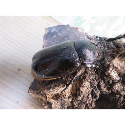 画像4: 新成虫☆F3☆モロンシロカブト♂77ミリ♀59ミリペア販売！！