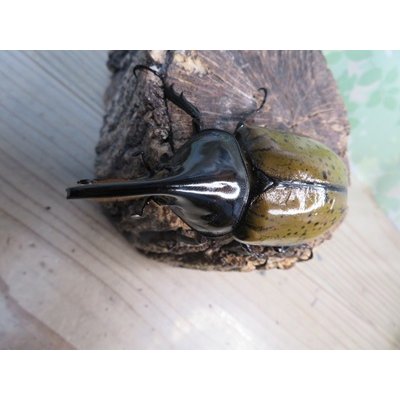 画像2: 新成虫☆F3☆モロンシロカブト♂80ミリ♀61ミリペア販売！！