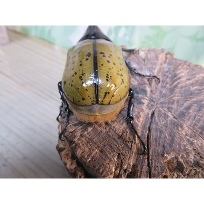 画像3: 新成虫☆F3☆モロンシロカブト♂80ミリ♀61ミリペア販売！！