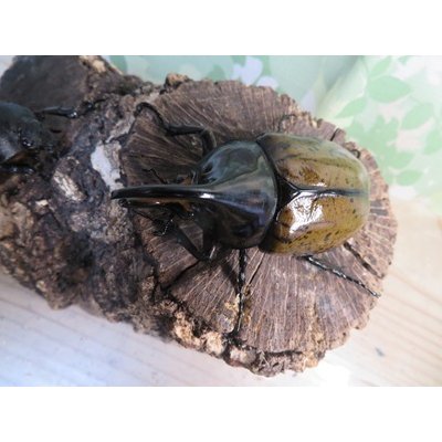 画像2: 新成虫☆F3☆モロンシロカブト♂77ミリ♀59ミリペア販売！！