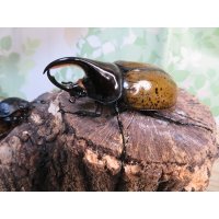 新成虫☆F3☆モロンシロカブト♂77ミリ♀59ミリペア販売！！