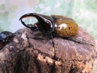 新成虫☆F3☆モロンシロカブト♂77ミリ♀59ミリペア販売！！