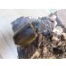 画像4: 新成虫☆F3☆モロンシロカブト♂80ミリ♀61ミリペア販売！！ (4)