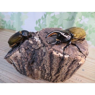 画像5: 新成虫☆F3☆モロンシロカブト♂80ミリ♀61ミリペア販売！！