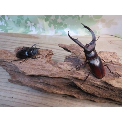 画像5: ☆新成虫☆マンディブラリスフタマタクワガタ（原名亜種）♂78ミリ♀44ミリペア販売！！