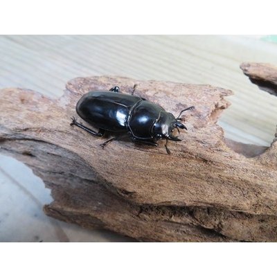 画像4: 26年種親用☆D V産☆ウエストウッディ オオシカクワガタ♂49ミリ♀42ミリ別血統サービスペア販売！！