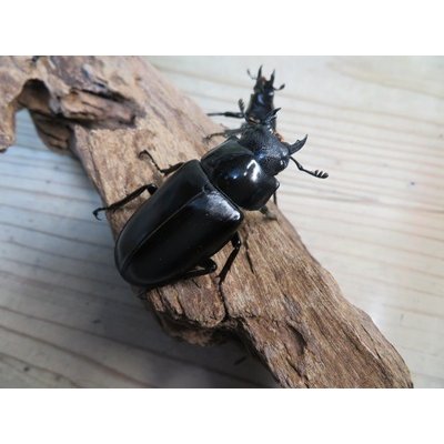 画像5: ☆新成虫☆ギラファノコギリクワガタ（亜種ケイスケ）♂103ミリ♀52ミリペア＋♀50ミリ計3頭トリオ販売！！