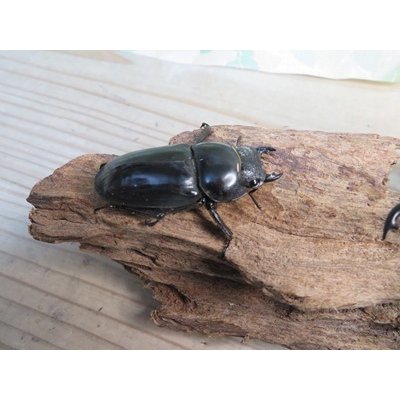 画像4: ☆新成虫☆パラワンオオヒラタクワガタ♂89ミリ♀48ミリペア販売！！