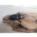 画像4: ☆新成虫☆パラワンオオヒラタクワガタ♂89ミリ♀48ミリペア販売！！ (4)