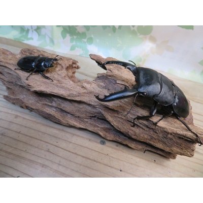 画像5: ☆新成虫☆パラワンオオヒラタクワガタ♂95ミリ♀45ミリペア販売！！