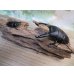 画像5: ☆新成虫☆パラワンオオヒラタクワガタ♂95ミリ♀45ミリペア販売！！ (5)